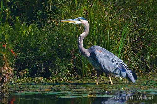 Heron In A Marsh_51308.jpg - Great Blue Heron (Ardea herodias) photographed near Lindsay, Ontario, Canada.